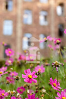 Blumen im Pflanzgarten