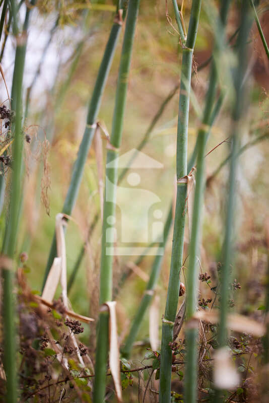 Full screen preview