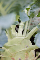 Kohlrabi