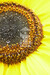 Sonnenblume