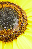 Sonnenblume
