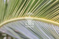 Palmblatt