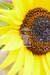 Sonnenblume