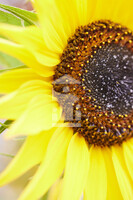 Sonnenblume