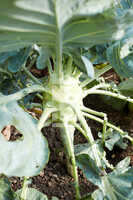 Kohlrabi-Pflanze